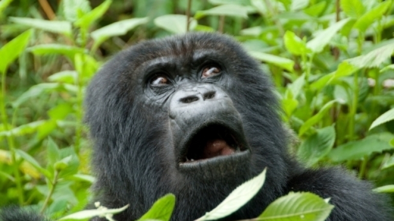 Застреляха горила заради дете