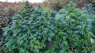 Двама мъже бяха хваната в крачка да отглеждат растения от