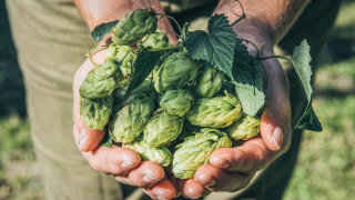 Отглеждането на хмел има столетни традиции в Сърбия като през