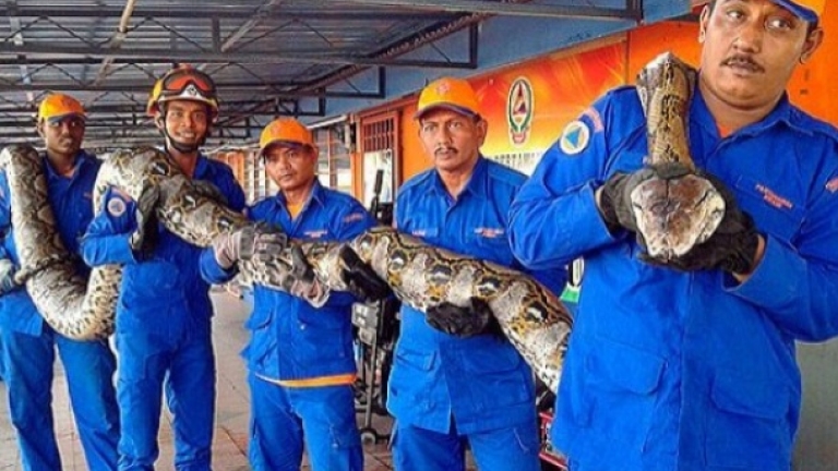 В Малайзия работници уловиха гигантски питон