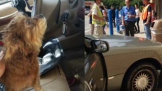 Куче с кола се вряза в супермаркет
