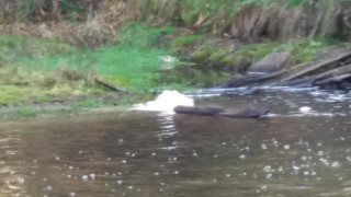 14 акта са съставили екоинспекторите в Пловдив при направените над