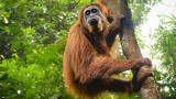 Орангутанът, който сам излекува раната си с помощта на лечебно растение