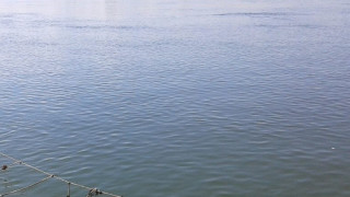 Мъртва риба в река Огоста установиха инспектори