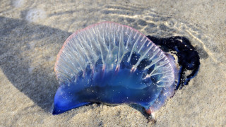 Силно отровни медузи са опарили повече от 3000 души по