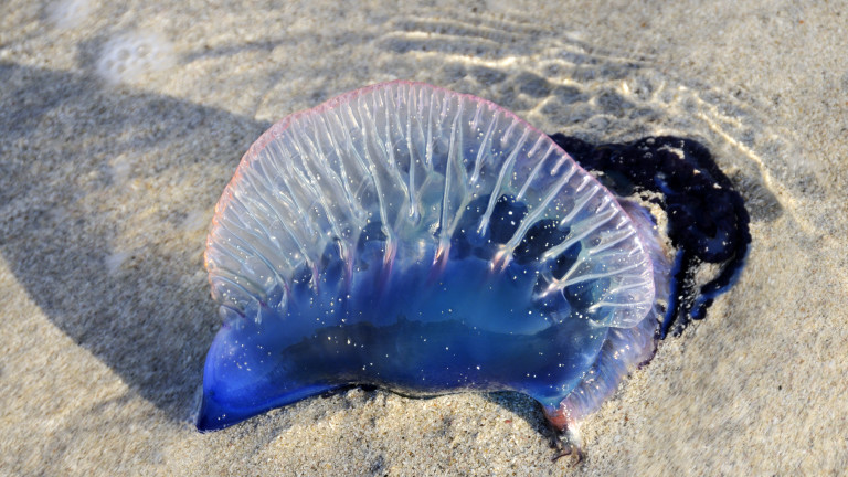 Хиляди опарени при "инвазия" на отровна медуза в Австралия