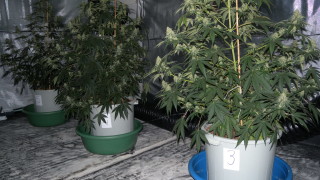 Нова наркооранжерия за отглеждане на конопени растения е неутрализирана полицейските