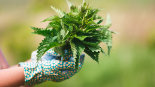 Грижите за градината и растенията които сме посадили с любов