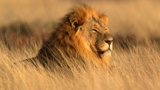 В Индия „арестуваха” 18 лъва, търсят човекоядец 