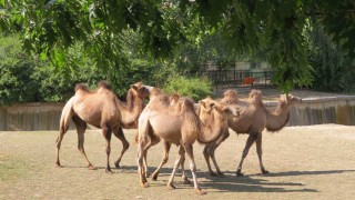 Четири нови двугърби камили пристигнаха в столичния зоопарк от зоологическата