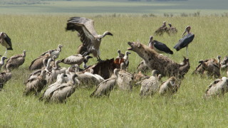 Повече от 500 критично застрашени от изчезване лешояди са загинали