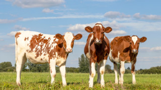 Селското стопанство в Нова Зеландия ѝ причинява около половината от