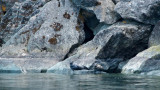 Около 2500 мъртви тюлена са изхвърлени на руския бряг на Каспийско море
