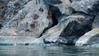 Около 2500 мъртви тюлена са изхвърлени на брега на Каспийско