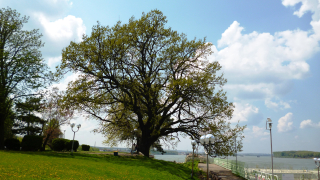 Дъб в Силистра стана „Дърво с корен 2015”