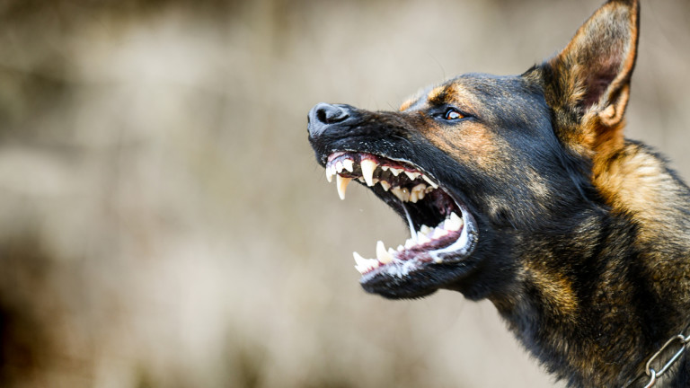 Два сигнала за убити домашни кучета разследва полицията. Това съобщиха