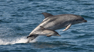 Спасиха бедстващ делфин край Крайморие съобщава БиТиВи Сигналът за бедстващият