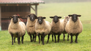 Арестуваха петима за кражба на овце от ферма край Сливен