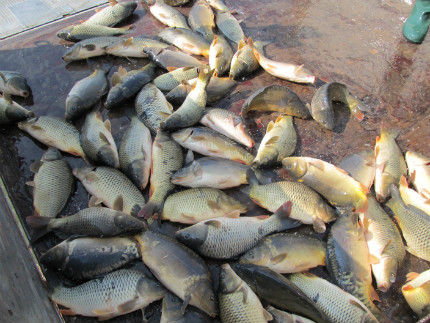 Откриха мъртва риба в река Каменица 