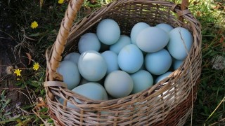 Сините яйца са изключително модерни напоследък не само защото са