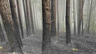 ЮЗДП: Над 16 млн. лв. са щетите след пожара в Пирин