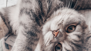 Спорът за това кучетата или котките са по добрите домашни любимци