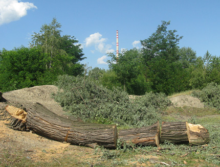 "Законно" изсичат гората край Златица