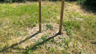 Три новопосадени дръвчета на бул Мизия в Ловеч са били