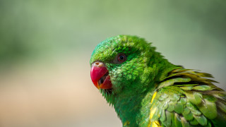 Мъжът, който храни стотици папагали три пъти на ден