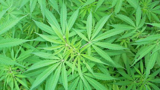 Медицинска марихуана вече официално в Ню Джърси