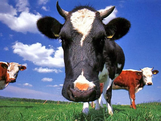 Швейцарци си осиновяват крави