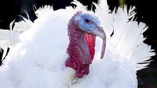 Тръмп помилва две пуйки за Деня на благодарността