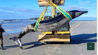 Най-редкият вид кит в света изплува на плаж в Нова Зеландия