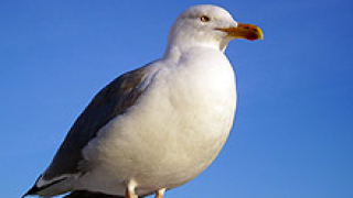 Гларуси се нанесоха в общината на Пазарджик