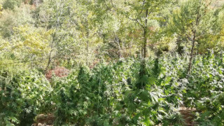 Криминалисти на ОДМВР Благоевград и служители на Дирекция Жандармерия проведоха спецакция