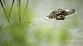 Детенцето, завлечено от алигатор в Орландо, най-вероятно е починало