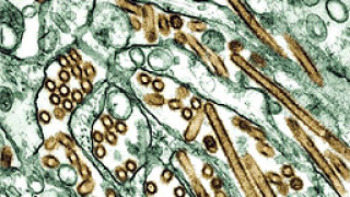 330 жертви на птичия грип за 8 г.