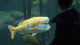 Рибите разпознават човешки лица