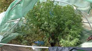 Шуменски криминалисти разкриха наркооранжерия в палатка скрита в напоителен канал