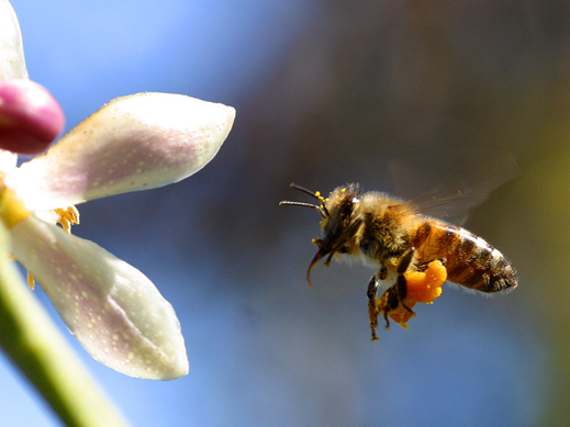 ГМО избива пчелите