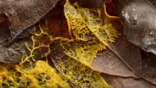 През миналата седмица зоопаркът в Париж покани посетителите си да