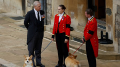 Още една съдба на кръстопът: какво ще стане с кучетата на Елизабет Втора