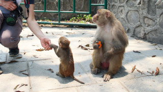 Първи случай на китаец, заразен и загинал от маймунски Б вирус