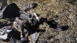 БАБХ установи огнище на антракс в силистренското село Черногор