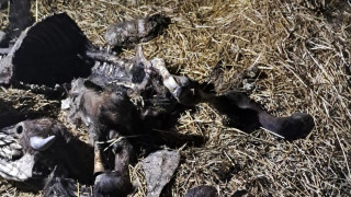 БАБХ установи огнище на антракс в силистренското село Черногор