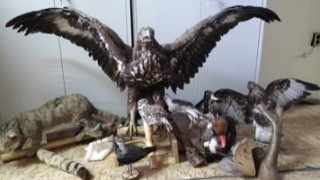 Иззеха 11 препарирани животни от защитени видове от частен дом