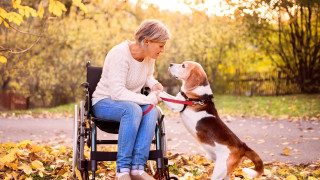 Ново проучване върху способността на кучетата да изпитват емпатия към човека