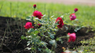 Розовата роза - с благодарност към донорите и лекарите