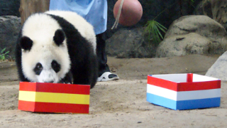 Зоокупата продължава: Панда предрече титла за Испания