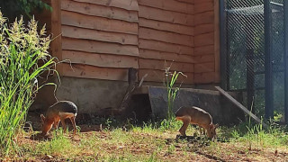 Зоопаркът в Стара Загора се сдоби с нови обитатели Семейството